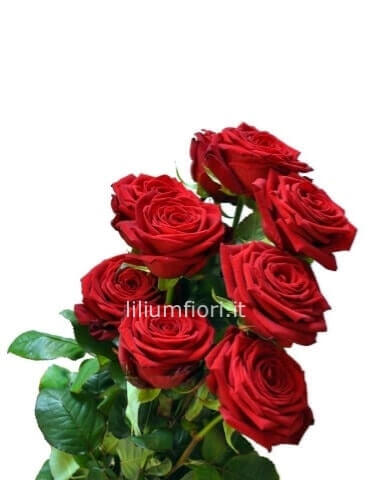 Rose rosse a stelo di prima scelta