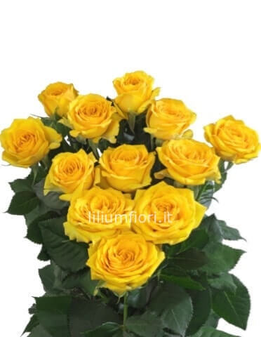Rose gialle a steli di prima scelta