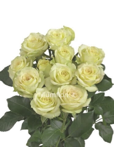 Rose bianche a steli di prima scelta.