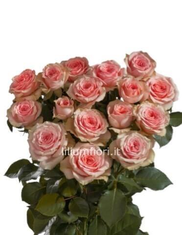 Rose rosa a steli di prima scelta