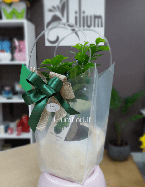 Pianta di bonsai ginseng