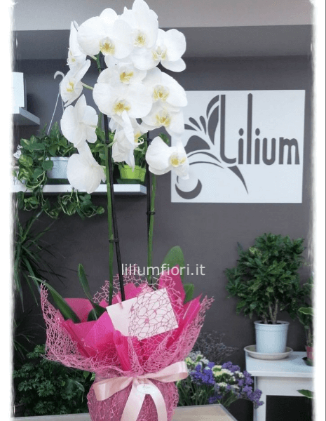 Orchidea Phaleonopsis, diversi colori a richiesta.