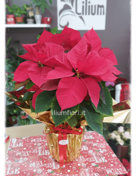 Stella di Natale Rossa