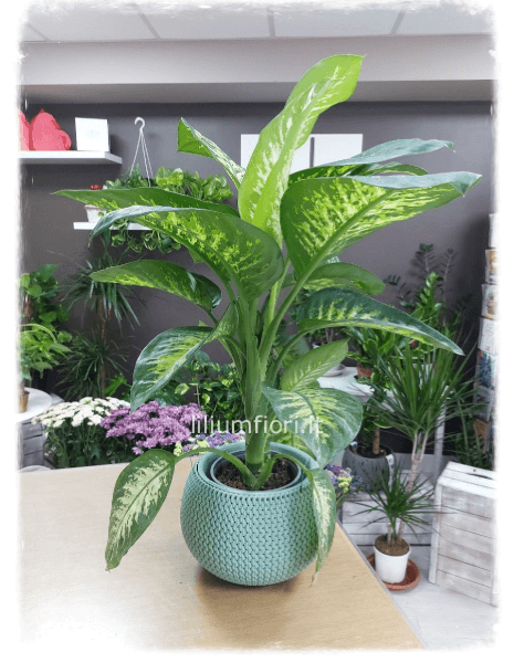 Diaffenbachia 90cm circa