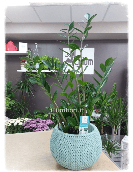 Zamioculcas 90cm circa