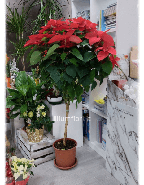 Stella di Natale ad albero H. 160cm