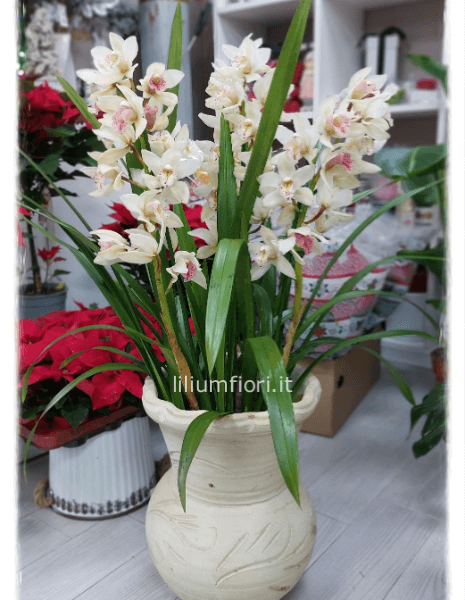 Orchidea Cymbidium 3 rami h. 110 cm